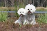 BICHON FRISE 389